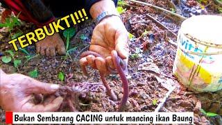 Bukan sembarang CACING!! inilah Cacing untuk Mancing Baung terbukti ampuh