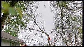 The WRONG way to cut down a tree (Dangerous)