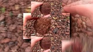 YTPMV  Waltz of the Meatball Rock Scan