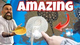 Moving MONSTER Freshwater Stingrays from an Underground Aquarium Across the Country!