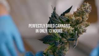Ed Rosenthal - Drying and curing cannabis in 24 hours with CRYO CURE