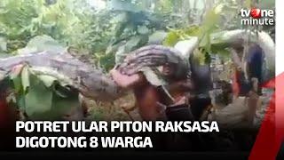 Penemuan Ular Piton Raksasa Bikin Geger Warga | tvOne Minute