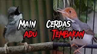 ciblek kristal & prenjak gacor adu tembakan. Masteran Murai batu.#masteranburung #muraibatu #ciblek