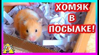 Что нам ПРИСЛАЛИ в посылке? / Распаковка / Alisa Easy Pets