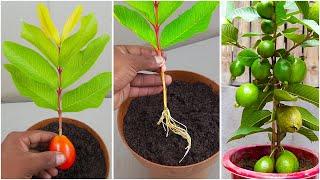 Guava cuttings tutorial for fast growing 100% roots only 4-8 weeks...