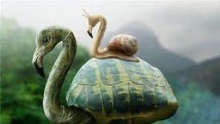 turtle and flamingo special