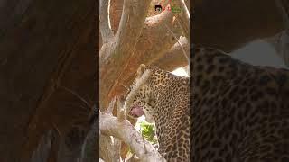LEOPARD Spotted in TSAVO #shorts #leopard #wildlife #animals #nature #animalvideos