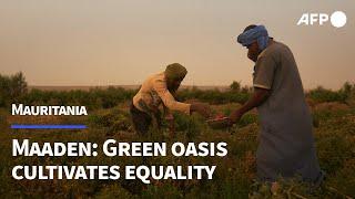 In the heart of Mauritania's desert, a green oasis cultivates equality | AFP