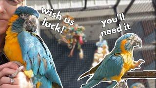 Ava ATTACKS?! | Training Macaws to Get Along