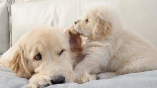 Golden Retriever is Too Tolerant of His Naughty Puppy Brother