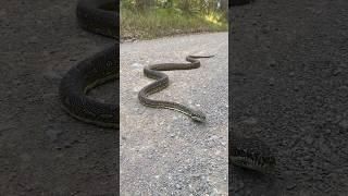 Large Carpet python crossing a road in Australia