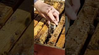 Installing a new queen bee! Pt. 2 #Beekeeping #beekeeper #Bees #beehive #queenbee #queen