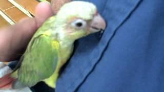 Zazu - 5 week old Green Cheek Conure