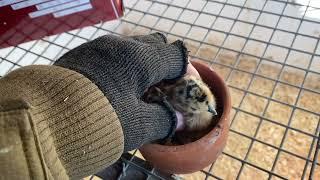 How to mend a chicks wonky splayed bad leg