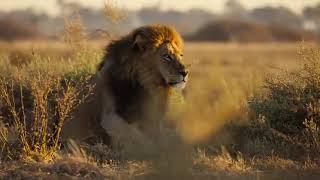 Big Cats Life Planning    |    Big Cats' Survival Strategies    |   @Latestsightings