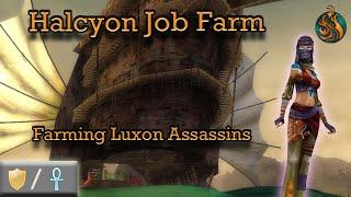 Halcyon Job, Luxon Assassin Farm - Guild Wars Warrior Farm W/Mo