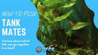 How To Pick The Best Community Fish Tank Mates For Your Aquarium