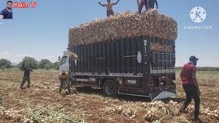 المرحلة الأخيرة للبصل بعد النضج وكيفية نقلها  للأسواق المغربية والعالمية (بني ملال)