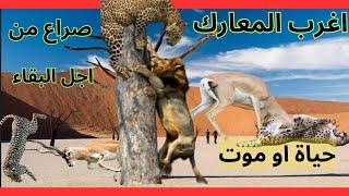 اغرب معارك الحيوانات لاتتوقع النتائج الجزء الثانى
