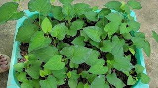 Recycle dishes shelf to growing to growing fish mint effectively with simple way!