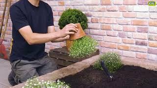 Mauer-Gipskraut einpflanzen im Garten | Pflanzen-Kölle