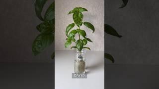 grow basil in plastic bottles