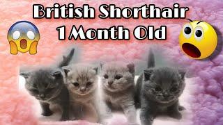 Cute Kittens - British Shorthair 1 Month Old.