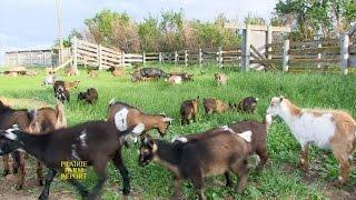 Goat Cheese Farm