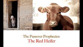 The Red Heifer and Passover (The Passover Prophecy Pt 6)