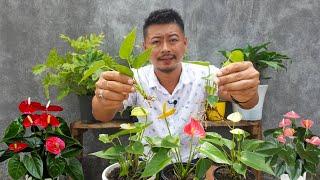 How To Grow Anthurium Plant In Easy Method | Anthurium Plant Care