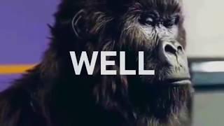 Bitcoin Investment Gorilla HODL On