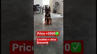 Sale #pets #dog #cutedog #germanshepherd #petlovers #animallover #longcoatgermanshepard #gsd #india