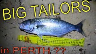 Big Tailors In This Spot | Perth Fishing