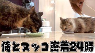 【実写】あっきぃと猫1日密着24時wwwww