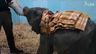 Asian elephant calf rescue | Wildlife Trust of India