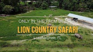 Lion Country Safari | Only In The Palm Beaches