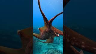 Amazing facts about octopus || Mind blowing Facts || KnowItAll || #shorts #factinhindi