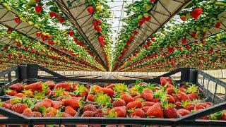 Unique Strawberry Cultivation Method | Modern Hydroponic Strawberry Farm | Strawberry Harvesting