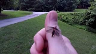 FireFlies, Lightning Bugs, Lampyridae With my family June 10th 2017
