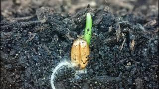 stock footage hd macro timelapse video of a grain seed growing and blossoming from the ground in soi