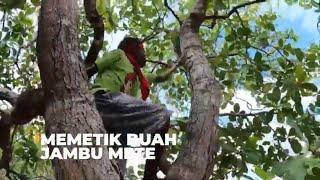 Memetik Buah Jambu Mete | SI BOLANG (07/03/23)