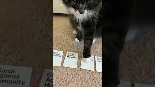 Cat Plays Cards Against Humanity | Original By @VulgerTuxedo #shorts