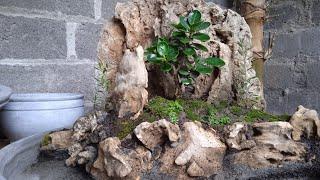 Membuat Bonsai Panorama