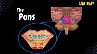 Pons - External and Internal (White & Grey matter) + QUIZ | Anatomy