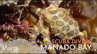 Scuba diving & critter hunting in Manado Bay - North Sulawesi #indonesia #underwater #adventure