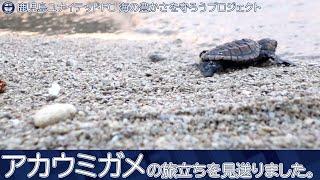 アカウミガメの旅立ちを見送りました～鹿児島ユナイテッドFC 海の豊かさを守ろうプロジェクト2022in喜入