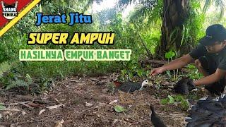 Ampuh Jerat Ruak Ruak Di Sore Hari Hasilnya Empuk Banget