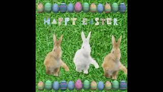 happy easter - thefatrat - time lapse. dancing rabbits