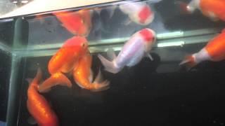 Group of smaller Ranchu Goldfish