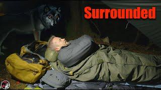 Camping in the Remote Forest with Coyotes Crazy Close - No Tent Adventure